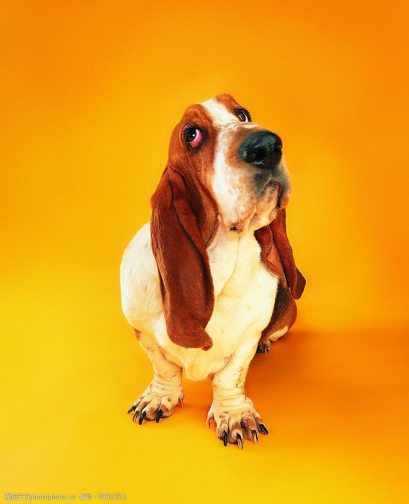 宠物吹水机不工作什么原因？揭秘故障背后的真相