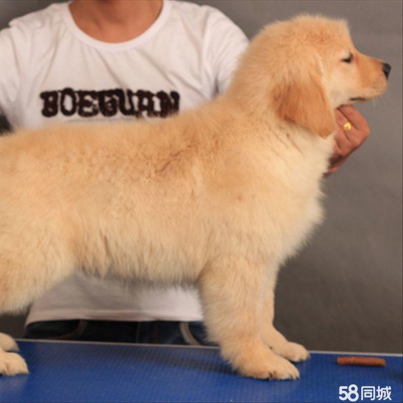 养宠物虾死了什么原因：揭秘虾儿离奇离世之谜